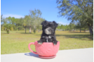Meet Candy - our Morkie Puppy Photo 1/2 - Florida Fur Babies