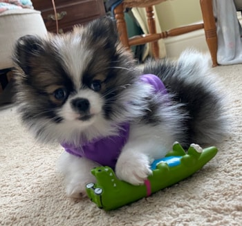 Pomeranian Puppy For Sale - Florida Fur Babies