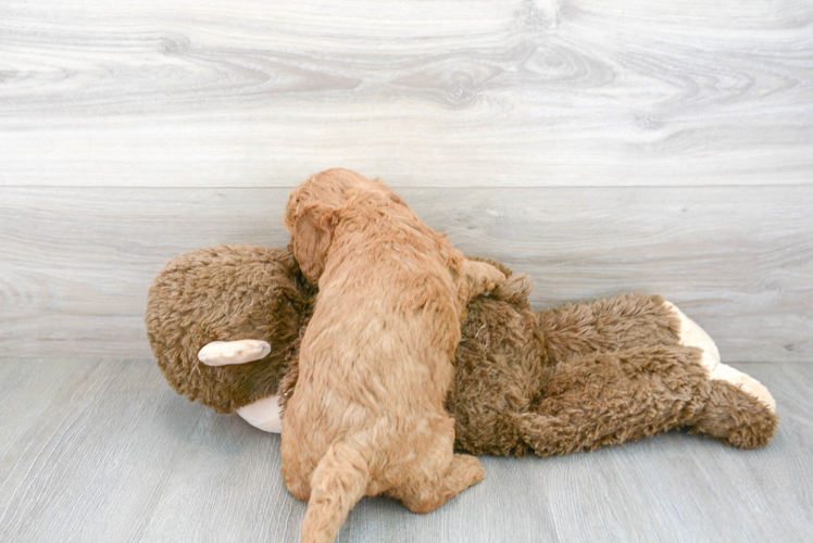 Meet Prescott - our Mini Goldendoodle Puppy Photo 3/3 - Florida Fur Babies