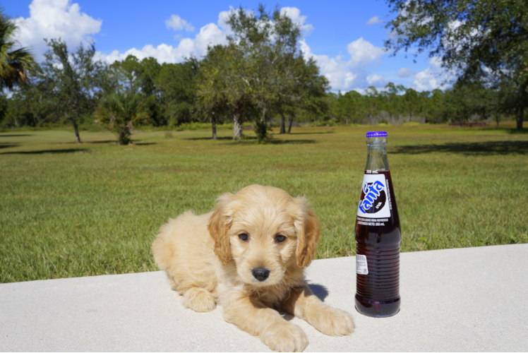 Meet Hunter - our Mini Goldendoodle Puppy Photo 2/3 - Florida Fur Babies