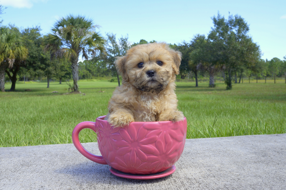 Meet Brownstone - our Teddy Bear Puppy Photo 2/2 - Florida Fur Babies