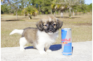 Meet Flinn - our Havanese Puppy Photo 1/3 - Florida Fur Babies