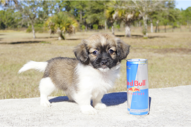Meet Flinn - our Havanese Puppy Photo 1/3 - Florida Fur Babies
