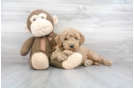 Meet Joe - our Mini Goldendoodle Puppy Photo 2/3 - Florida Fur Babies
