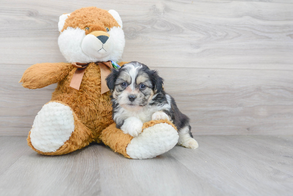 Meet Pharo - our Teddy Bear Puppy Photo 1/3 - Florida Fur Babies