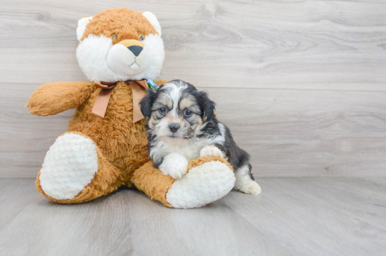 12 week old Teddy Bear Puppy For Sale - Florida Fur Babies