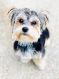Cute Morkie Pup