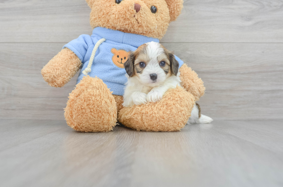5 week old Cavachon Puppy For Sale - Florida Fur Babies