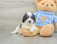 7 week old Cavachon Puppy For Sale - Florida Fur Babies