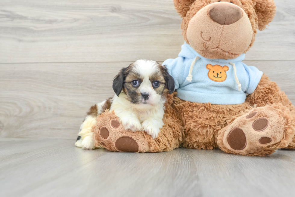 Happy Cavachon Baby