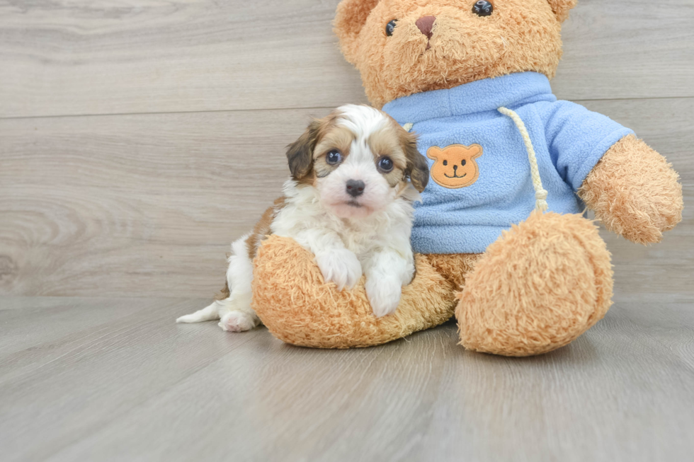 Sweet Cavachon Baby