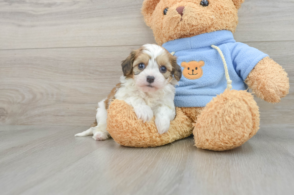 8 week old Cavachon Puppy For Sale - Florida Fur Babies