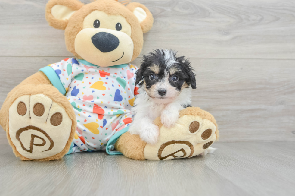 5 week old Cavachon Puppy For Sale - Florida Fur Babies