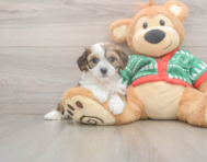 5 week old Cavachon Puppy For Sale - Florida Fur Babies