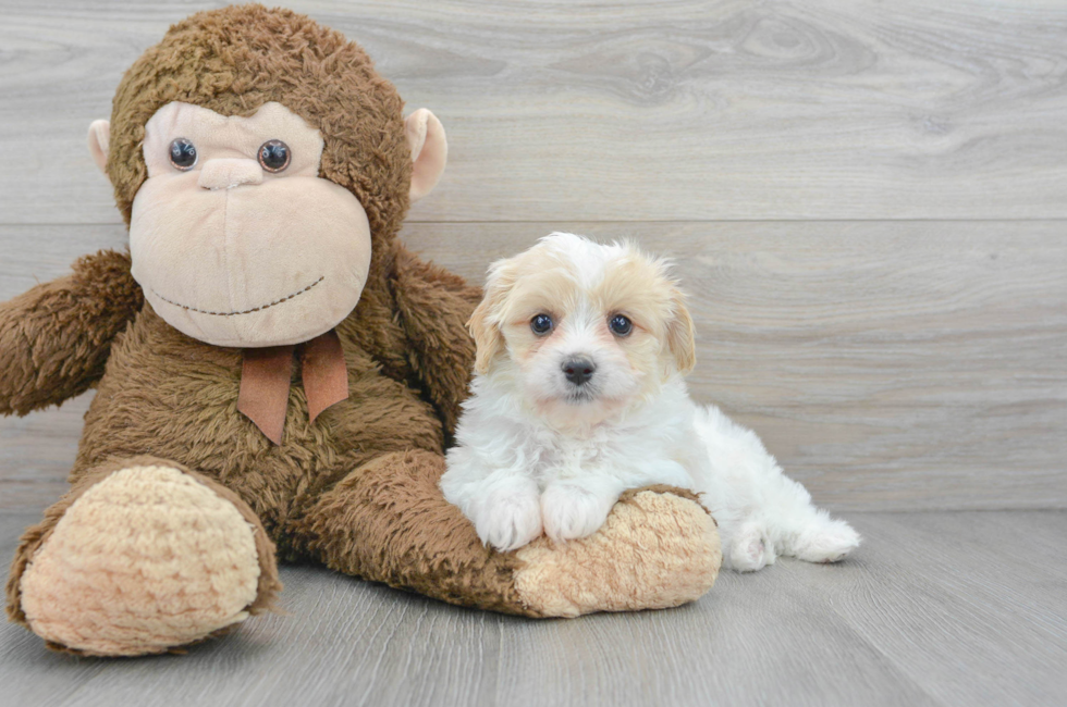 7 week old Cavachon Puppy For Sale - Florida Fur Babies