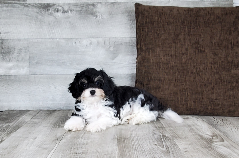 13 week old Cavachon Puppy For Sale - Florida Fur Babies