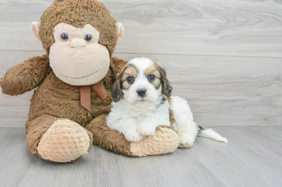10 week old Cavachon Puppy For Sale - Florida Fur Babies