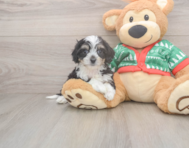 5 week old Cavachon Puppy For Sale - Florida Fur Babies