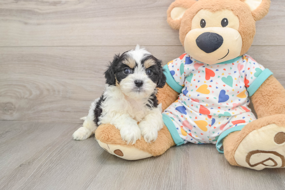 Cavachon Pup Being Cute