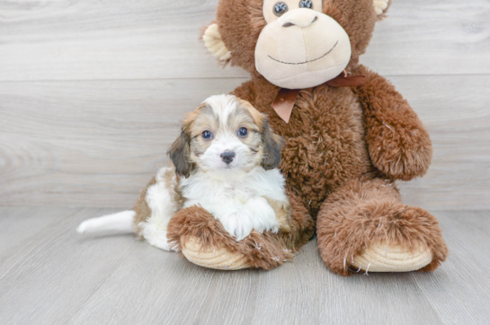 Cute Cavachon Designer Pup