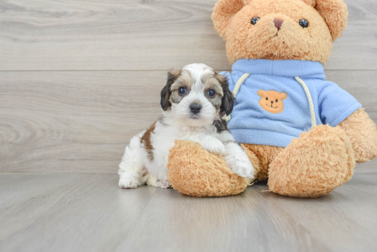 Little Cavalier Bichon Designer Puppy