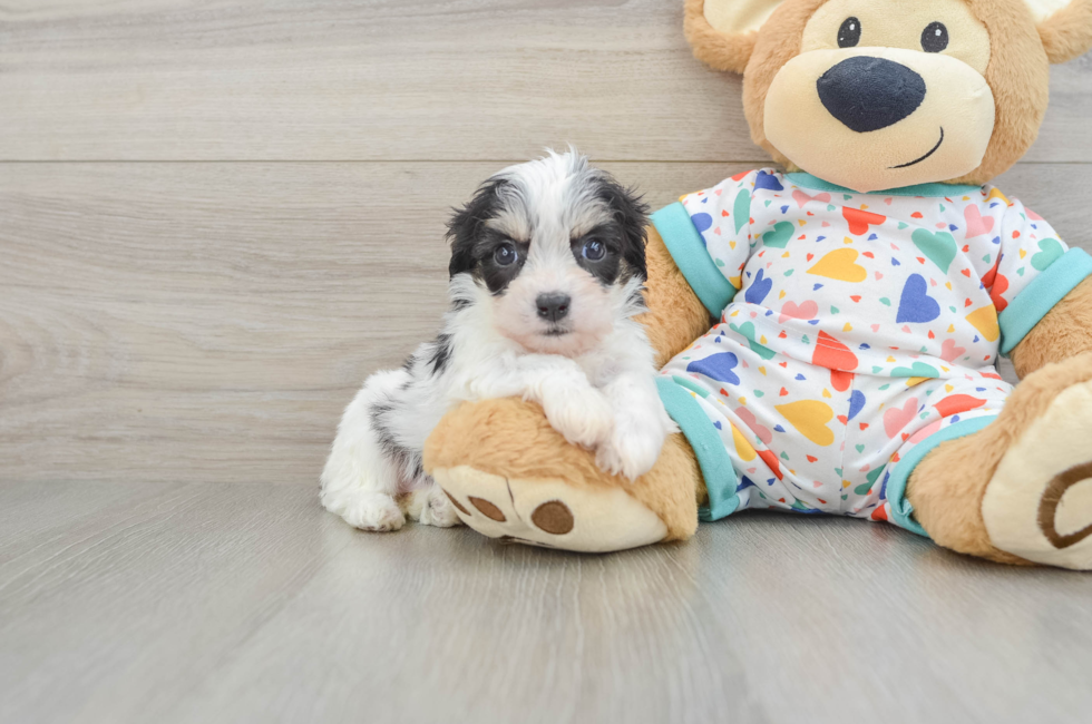 5 week old Cavachon Puppy For Sale - Florida Fur Babies
