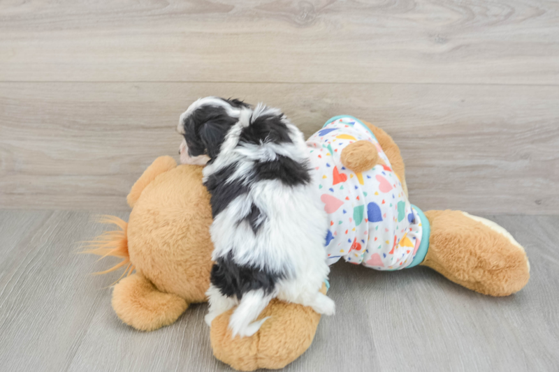 Meet Alice - our Cavachon Puppy Photo 2/3 - Florida Fur Babies