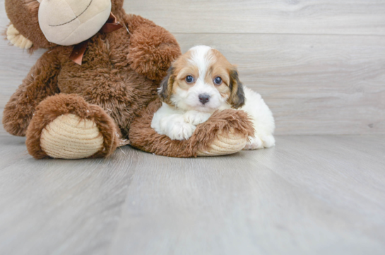 31 week old Cavachon Puppy For Sale - Florida Fur Babies