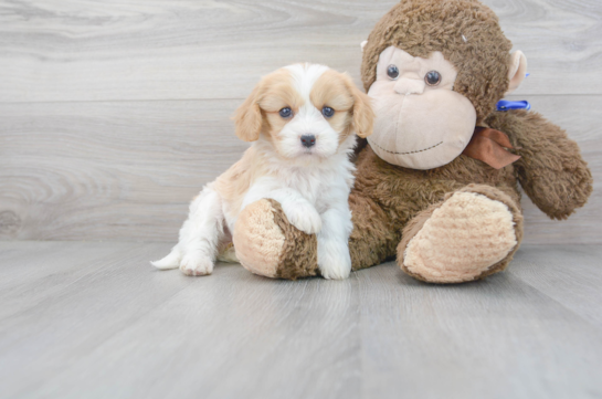 28 week old Cavachon Puppy For Sale - Florida Fur Babies