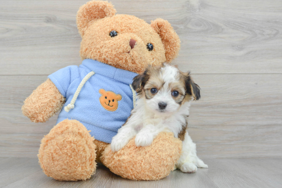 cavachon teddy bear