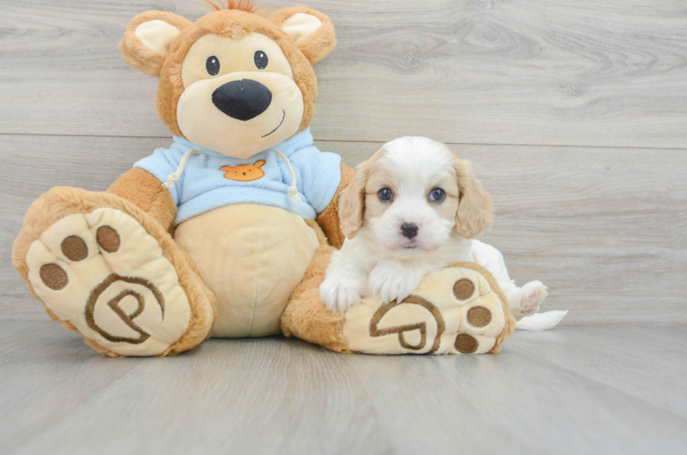 6 week old Cavachon Puppy For Sale - Florida Fur Babies