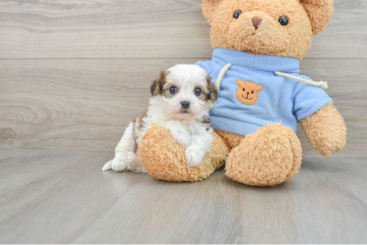 Popular Cavachon Designer Pup