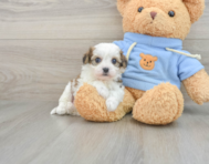 6 week old Cavachon Puppy For Sale - Florida Fur Babies