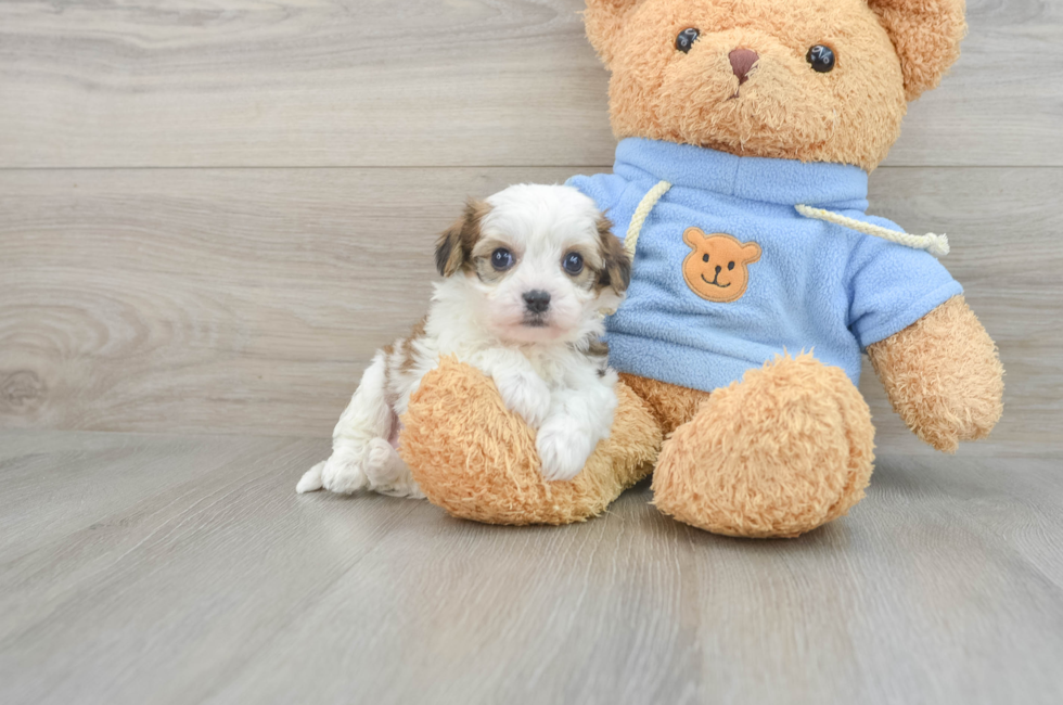 6 week old Cavachon Puppy For Sale - Florida Fur Babies