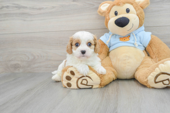 Smart Cavachon Designer Pup