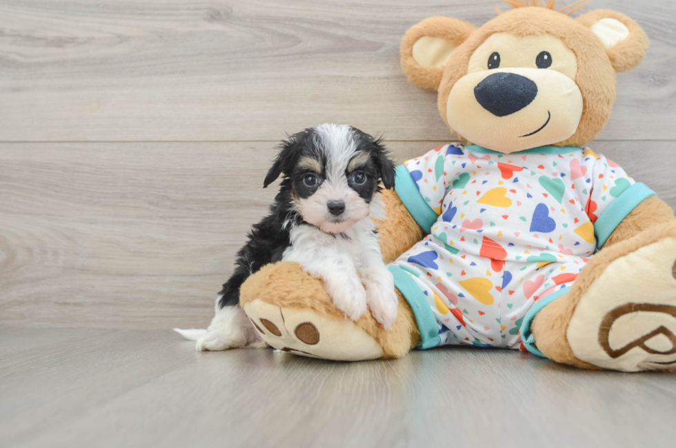 5 week old Cavachon Puppy For Sale - Florida Fur Babies