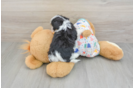 Best Cavachon Baby
