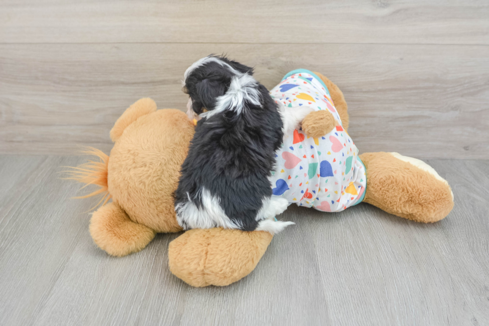 Best Cavachon Baby