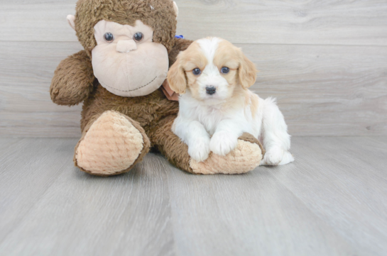 28 week old Cavachon Puppy For Sale - Florida Fur Babies