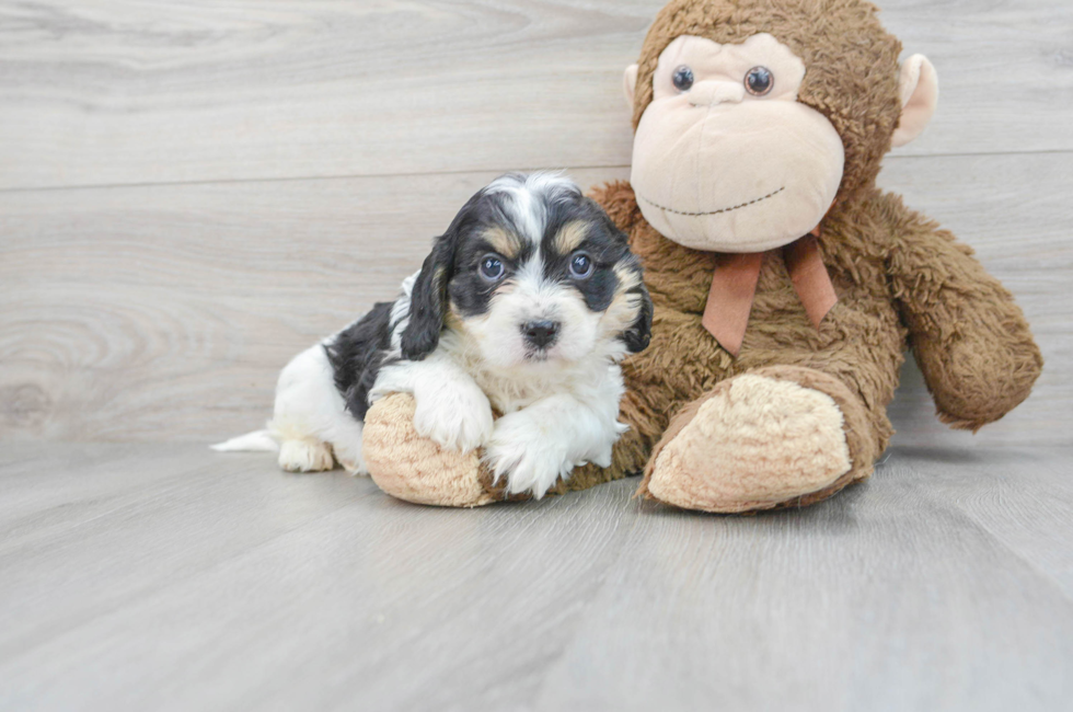 10 week old Cavachon Puppy For Sale - Florida Fur Babies