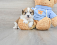 6 week old Cavachon Puppy For Sale - Florida Fur Babies