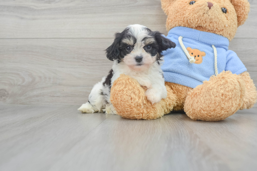 8 week old Cavachon Puppy For Sale - Florida Fur Babies