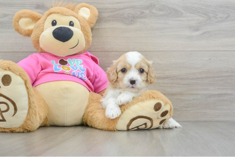 Friendly Cavachon Baby