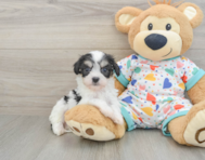 5 week old Cavachon Puppy For Sale - Florida Fur Babies
