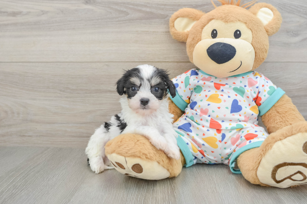 5 week old Cavachon Puppy For Sale - Florida Fur Babies