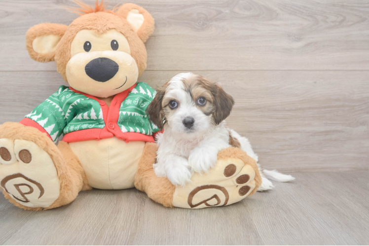 Adorable Cavalier Bichon Designer Puppy