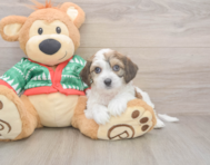 5 week old Cavachon Puppy For Sale - Florida Fur Babies