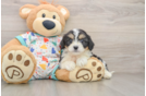 Cavachon Puppy for Adoption