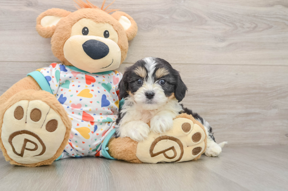 Cavachon Puppy for Adoption