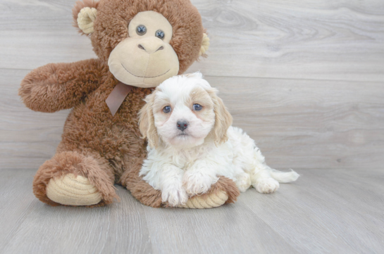 Cute Cavalier Designer Puppy